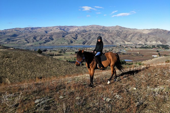 Golden Hills Horse Trek in Central Otago - Meeting the horses before you ride
