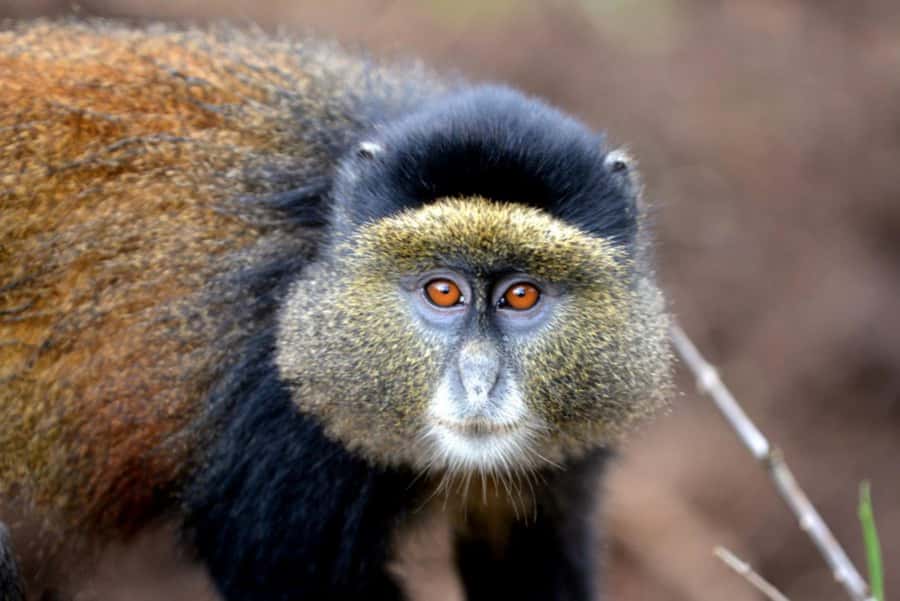Golden Monkey Trekking with lunch - A short forest walk, not a gorilla-style ordeal