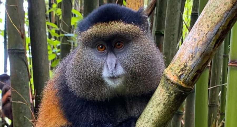 Golden Monkey Trekking with lunch - Lunch and the return to Kigali