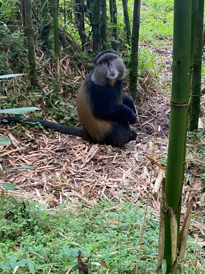 Golden Monkey Trekking with lunch - What the $320 price really covers