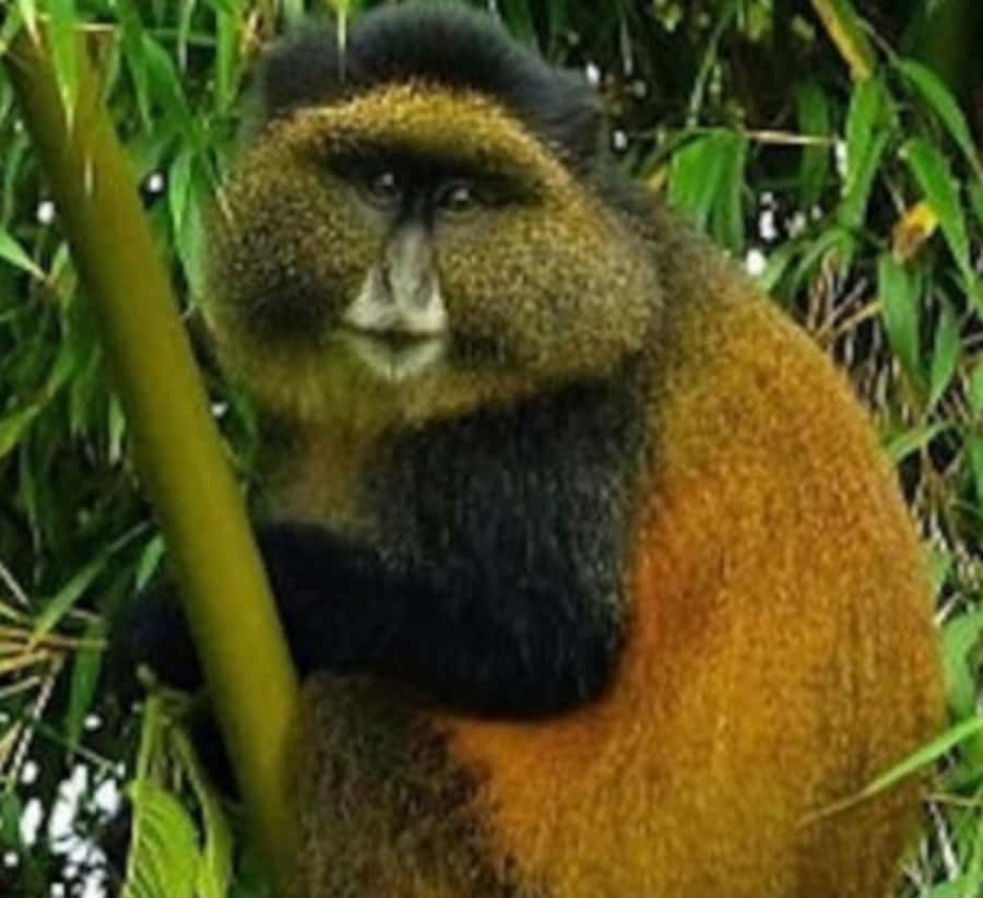 Golden Monkey Trekking with lunch - Who will get the most from this day