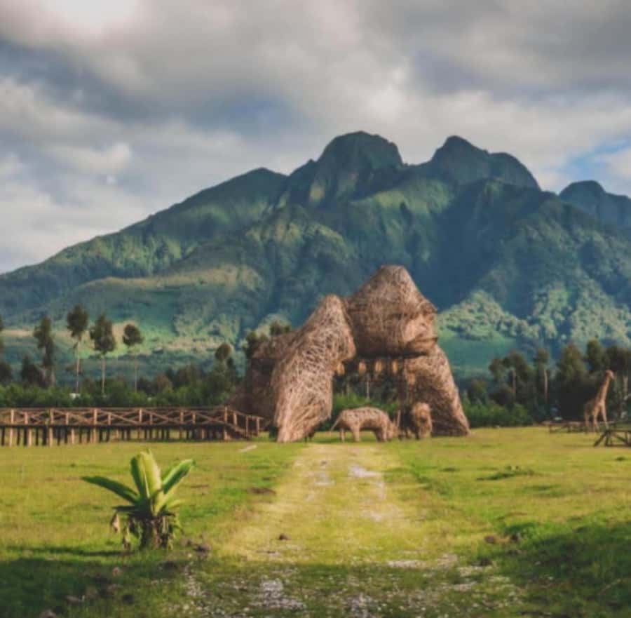 Golden Monkey Trekking with lunch - Is this golden monkey trek worth booking?