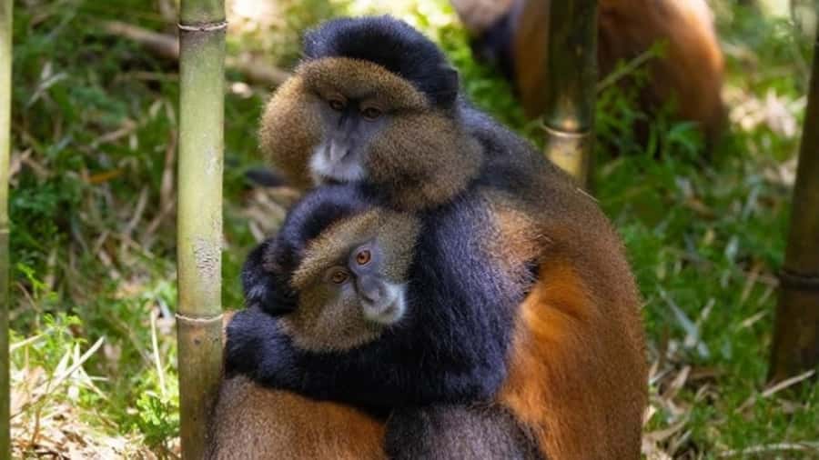 Golden Monkey Trekking with lunch - The early morning drive from Kigali