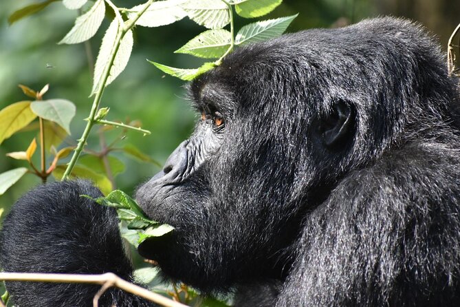 Gorilla & Chimpanzee Trekking in Uganda - 5 Days - Meals, lodging, and what the price covers