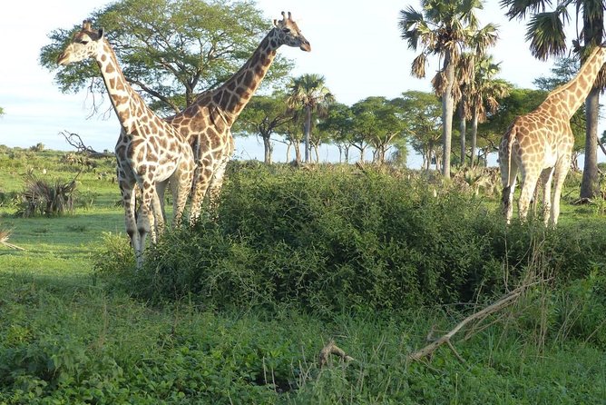 Gorilla trekking - Day 3: Returning to Kampala with an equator stop