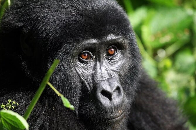 Gorilla Trekking Adventure - A Day trip (Only transfer) - Key points to know before booking