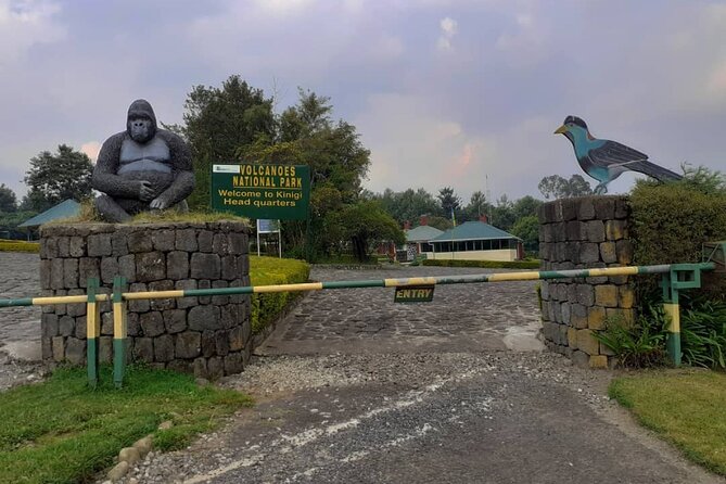 Gorilla Trekking Adventure - A Day trip (Only transfer) - Meeting mountain gorillas in the forest