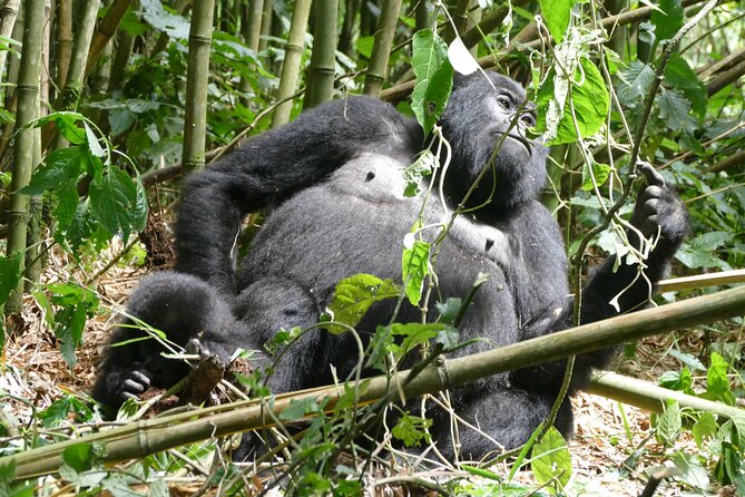 Gorilla Trekking Adventure - A Day trip (Only transfer) - Lunch, coffee, and tea after the trek