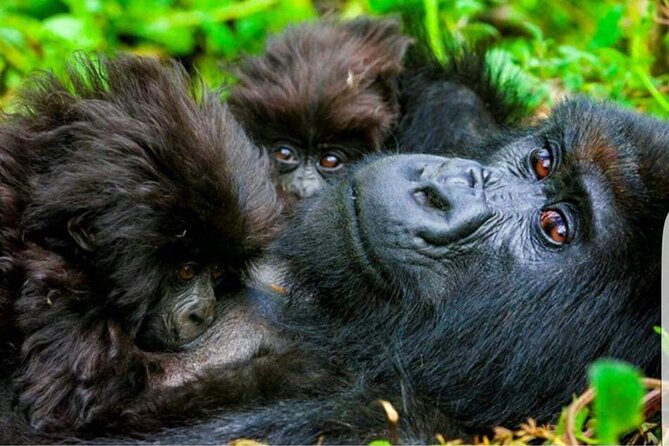 Gorilla Trekking Adventure - A Day trip (Only transfer) - Who will get the most from this experience