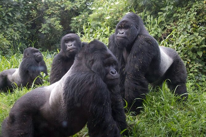 Gorilla Trekking Adventure - A Day trip (Only transfer) - Booking, weather, and cancellation details