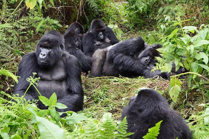 Gorilla Trekking Adventure - A Day trip (Only transfer) - The 4:00 am pickup from Kigali