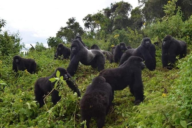 Gorilla trekking &wildlife adventure in Rwanda - Key points to know before you book