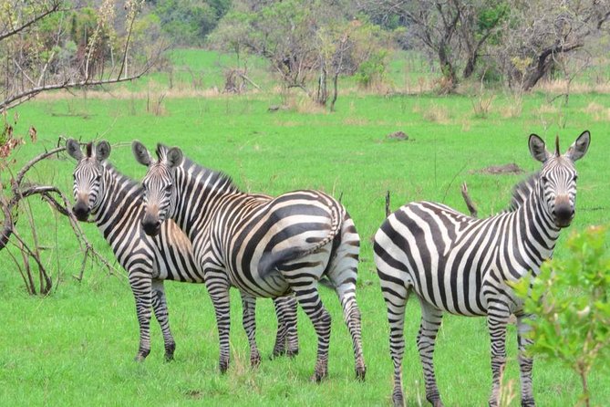 Gorilla trekking &wildlife adventure in Rwanda - Why this eight-day Rwanda route works