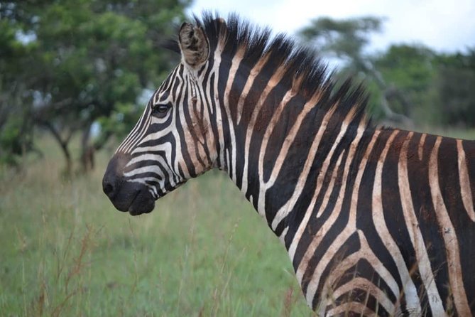 Gorilla trekking &wildlife adventure in Rwanda - Nyungwe Forest brings chimpanzees and birds