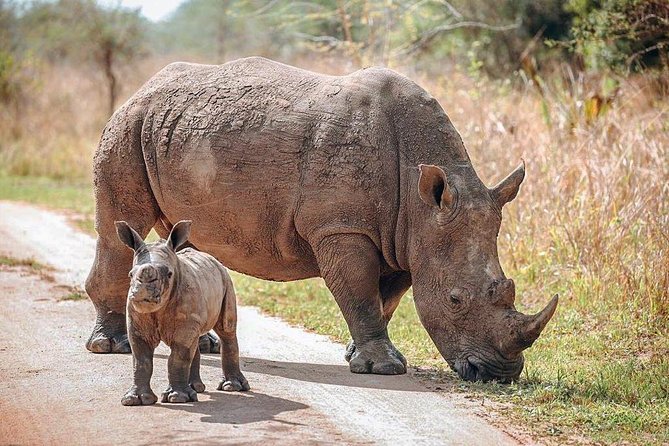 Gorilla trekking &wildlife adventure in Rwanda - Akagera’s plains bring classic safari animals