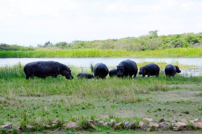 Gorilla trekking &wildlife adventure in Rwanda - Meals, lodging, and transport included