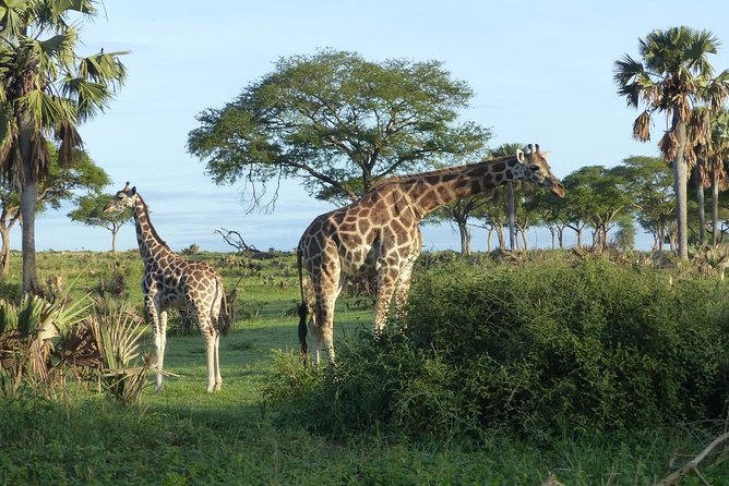 Gorilla trekking - Day 1: The 10-hour road journey from Kampala