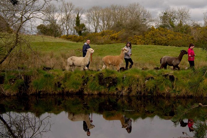 Guided Scenic Alpaca Trekking Experience Northern Ireland - Nine bridges, ponds, and a changing route