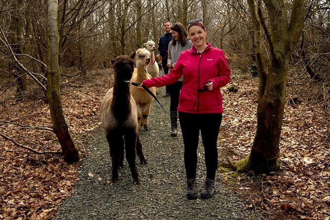 Guided Scenic Alpaca Trekking Experience Northern Ireland - Why the alpaca encounter works for families and couples