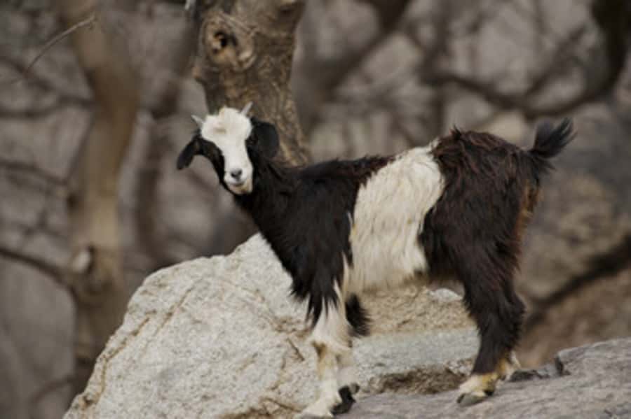 Half Day Guided Trek departure from Imlil - Walking through Tidli’s villages and forest