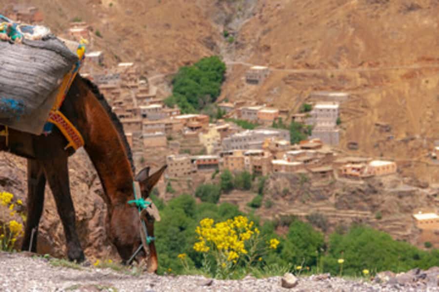 Half Day Guided Trek departure from Imlil - Fitness, age, and what to bring
