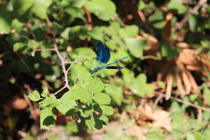 Half-Day River Trekking Stenosia from Kalamata - Weather, cancellation, and planning details