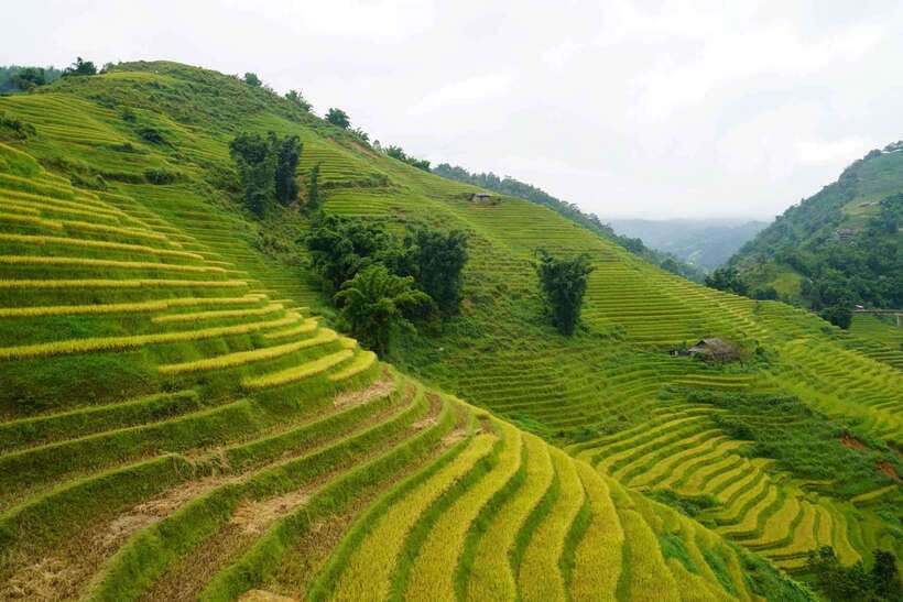 Half Day Sapa Trekking to Visit Lao Chai - Ta Van - A half-day walk into Sapa’s mountain villages