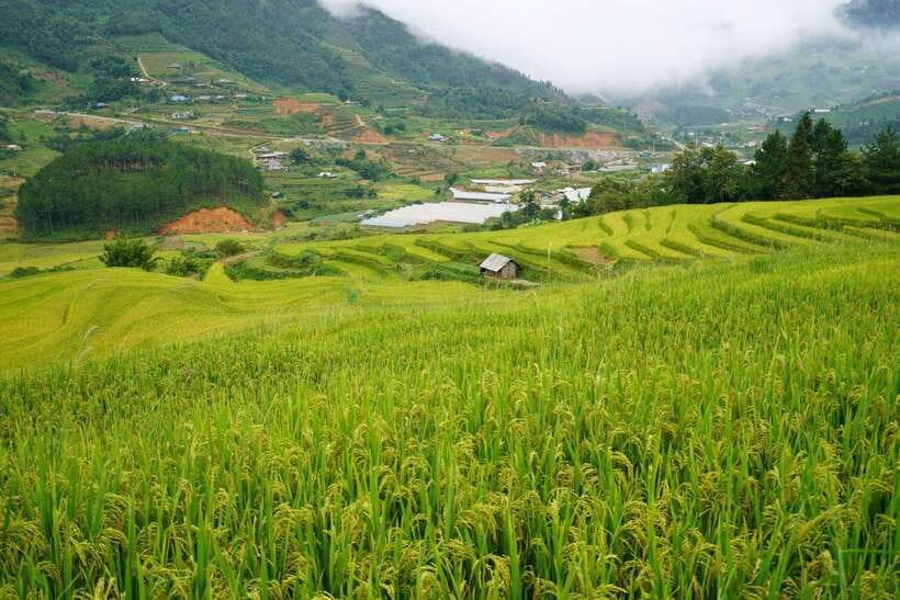 Half Day Sapa Trekking to Visit Lao Chai - Ta Van - The guides are a major part of the experience