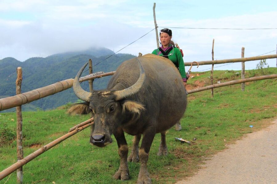 Hanoi: 3-Day Sapa Trek with Homestay - Key points at a glance
