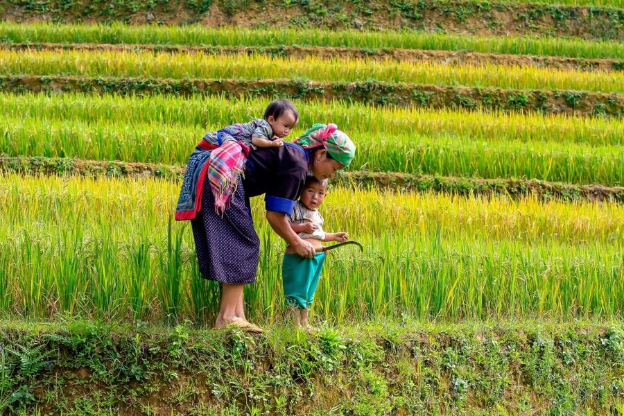 Hanoi: 3-Day Sapa Trek with Homestay - Day 2: Rice terraces from Y Linh Ho to Lao Chai