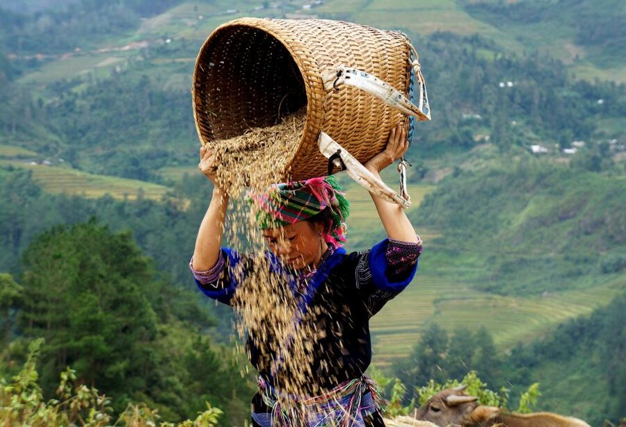 Hanoi: 3-Day Sapa Trek with Homestay - Day 3: Bamboo forest, Giang Ta Chai, and the road home