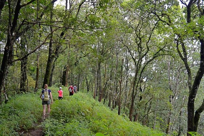 High Mountain Day Trek - A Mountain Day That Starts With the Forest