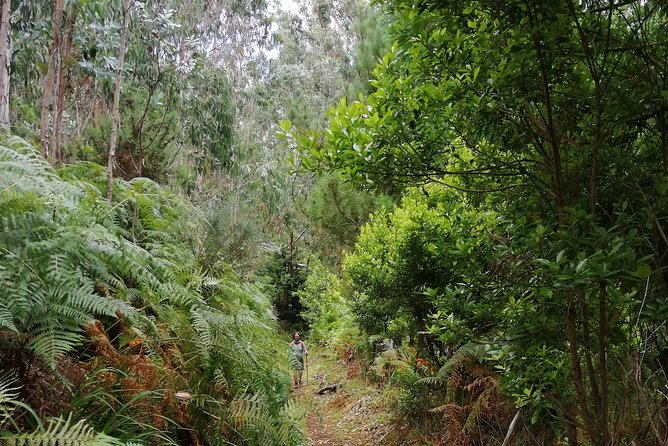 Hiking and Trekking tours in Madeira - Jorge’s guiding style and the natural interpretation