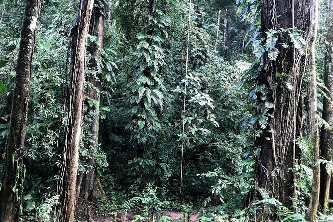 Hunter Trails, 3 days difficult trekking with Camping & Homestay - Sleeping under the old trees