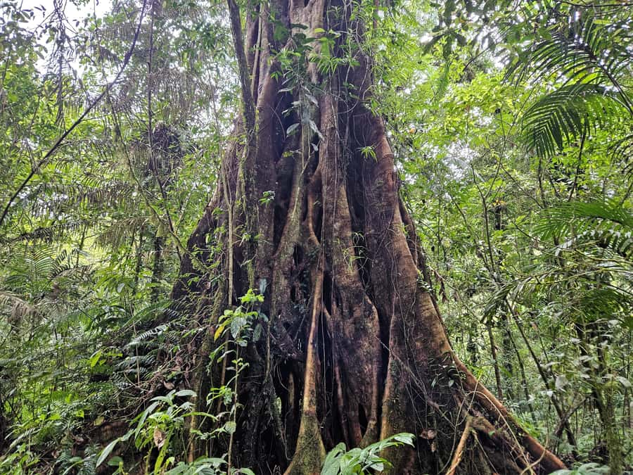 Jungle Trekking at Mt. Batukaru, scenic Waterfall & village - Pengempu Waterfall closes the day