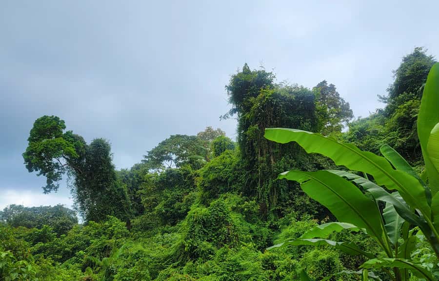 Jungle Trekking at Mt. Batukaru, scenic Waterfall & village - Why Mount Batukaru makes a fine change from south Bali