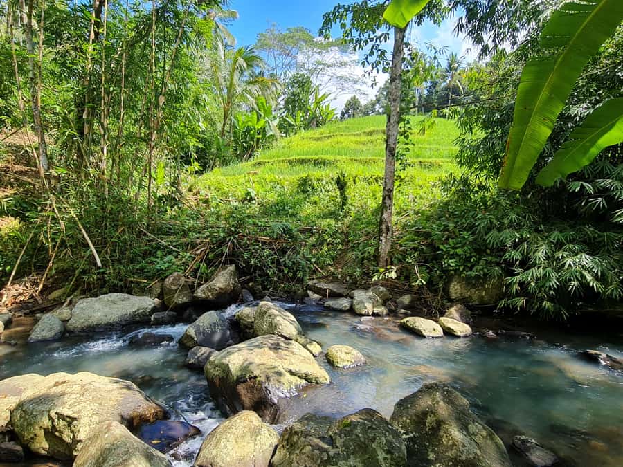 Jungle Trekking at Mt. Batukaru, scenic Waterfall & village - Coffee beside a jungle temple