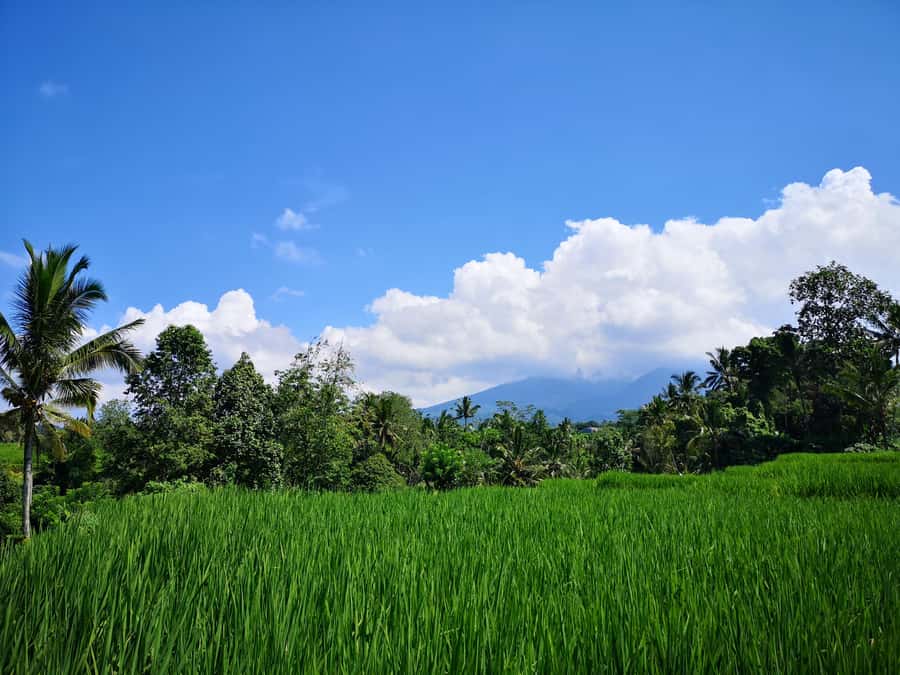 Jungle Trekking at Mt. Batukaru, scenic Waterfall & village - Balikaru turns the hike into a village visit