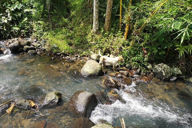 Jungle Trekking at Mt. Batukaru, scenic Waterfall & village life - Balikaru, plants, lunch, and a family welcome