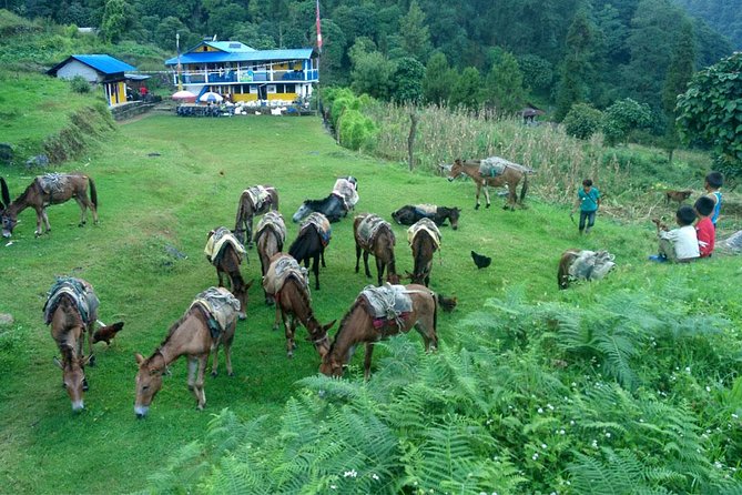 Kanchenjunga South Base Camp Trek - 13 Days - Why Kanchenjunga feels different from Nepal’s busier treks