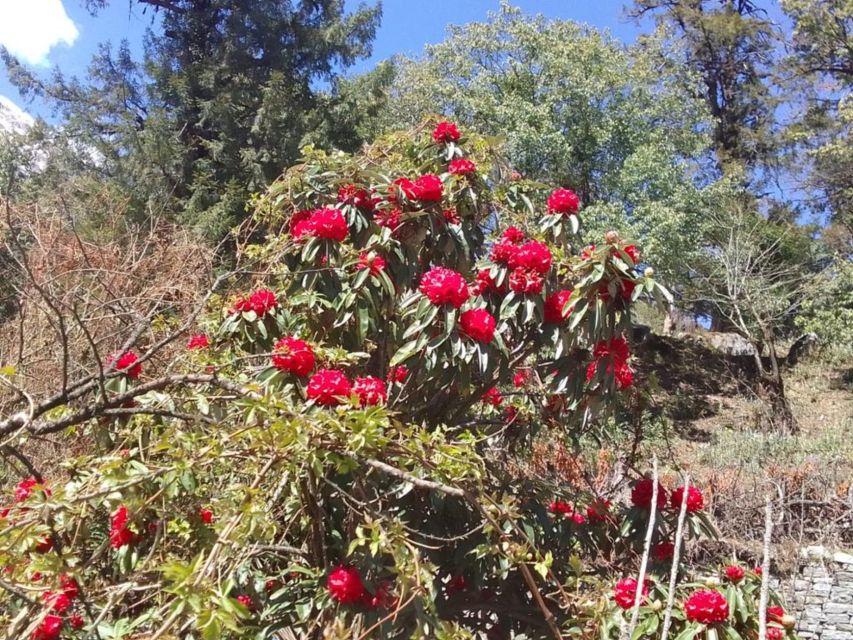 Kathmandu: 10-Day Adventurous Annapurna Circuit Trek - The high country from Yak Kharka to Thorong Phedi