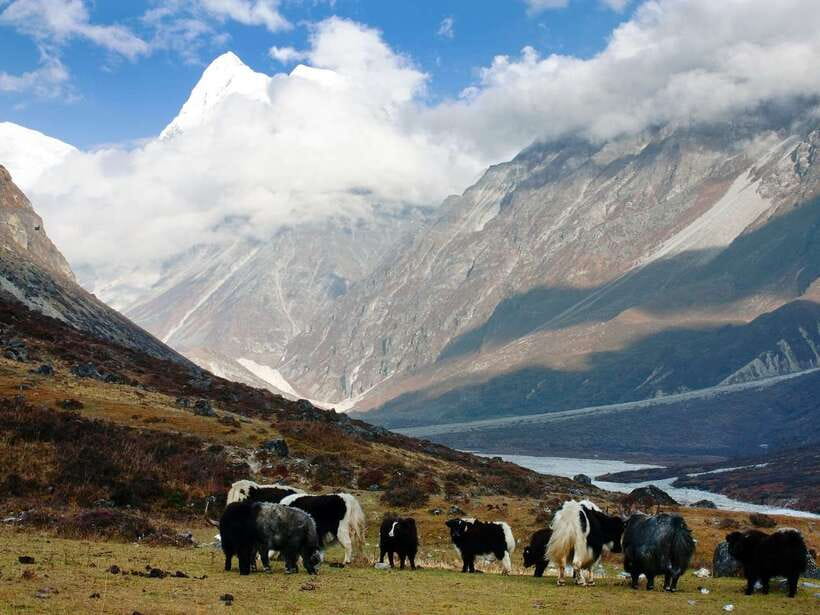 Kathmandu: 6 Days Langtang Valley Trek with Kyanjin Ri - Day 4: Kyanjin Ri and the descent to Thangsyap
