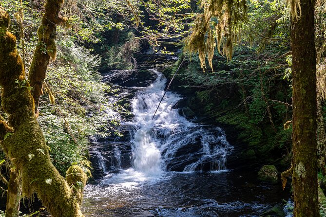 Ketchikan Magical Old-Growth Creek Trek Guided Tour - Key things to know before you book