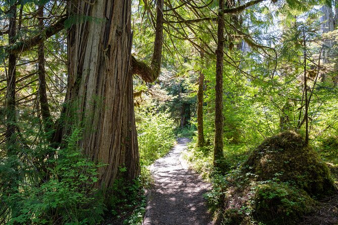 Ketchikan Magical Old-Growth Creek Trek Guided Tour - The drive to the trailhead