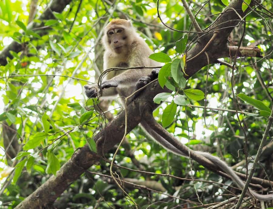 Khao Lak's Little Amazon: Canoe, Trek & Waterfall Day Trip - Why the Little Amazon is the main event
