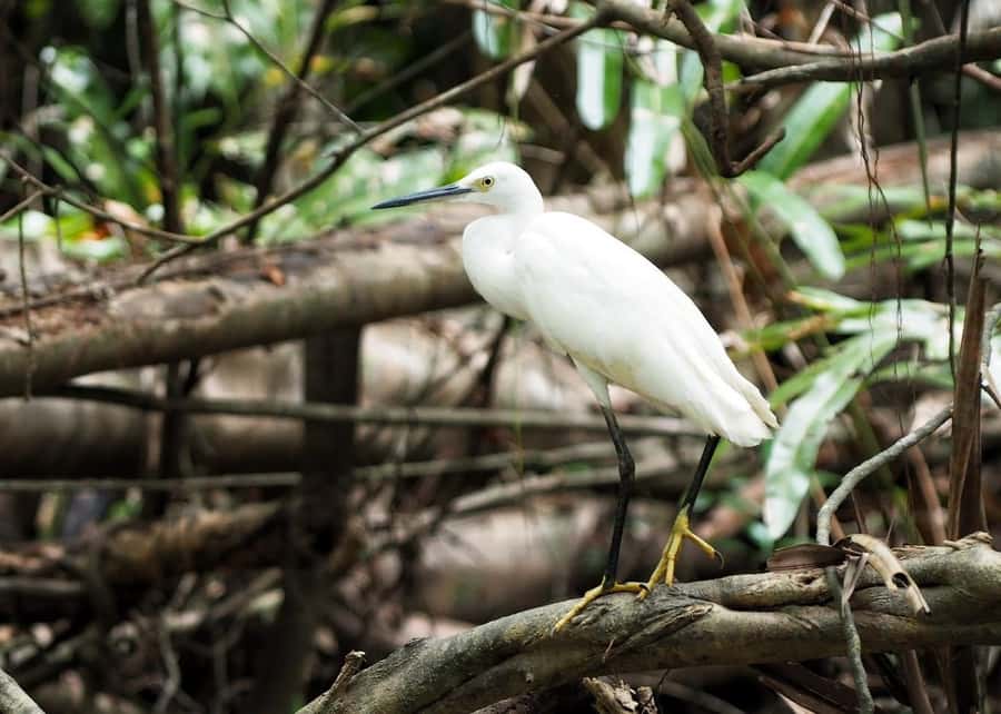 Khao Lak's Little Amazon: Canoe, Trek & Waterfall Day Trip - Swimming at Tam Nang or Sai Roong Waterfall