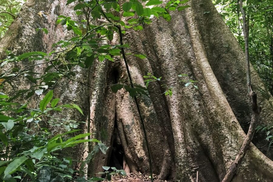 Khao Sok Jungle Day Trip - Jungle Trekking & Bamboo Rafting - Key points at a glance