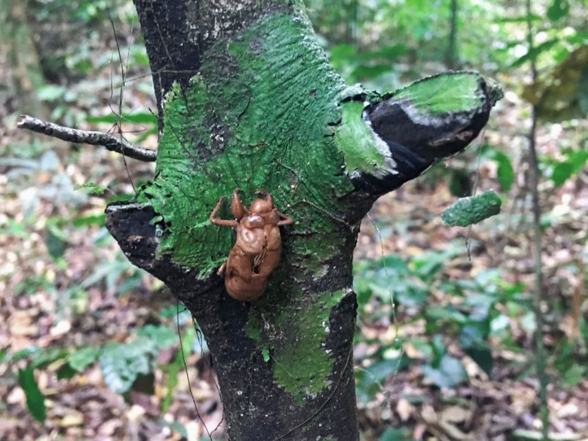 Khao Sok Jungle Day Trip - Jungle Trekking & Bamboo Rafting - Thai lunch beside the Sok River