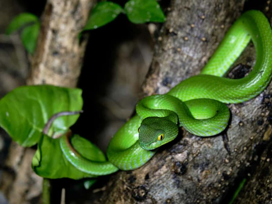 Khao Sok: Private Day Trekking, Jungle Dinner & Night Safari - Swimming at the forest waterfall