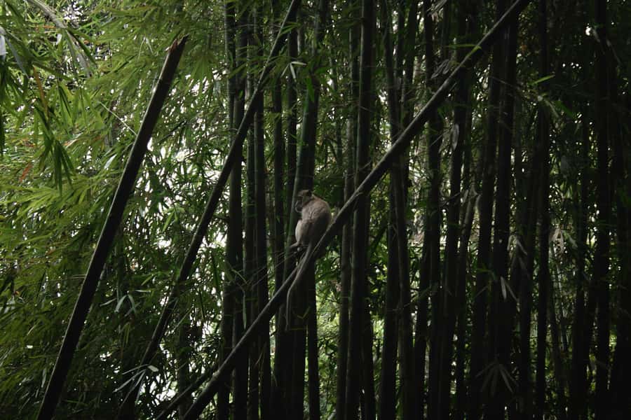 Khao Sok: Private Day Trekking, Jungle Dinner & Night Safari - What the $192 price includes